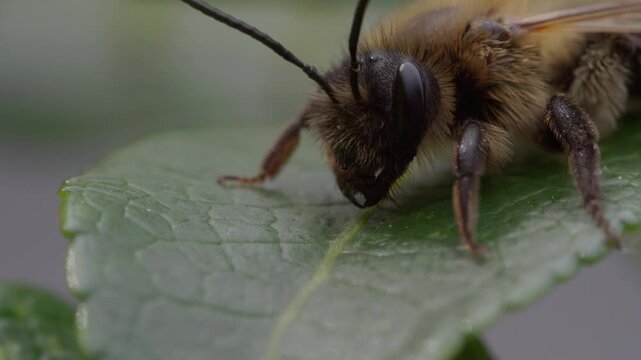 Close-up of a bee on a green leaf