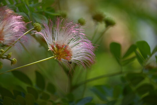 Delicate pink-and-white feather-like powderpuff blossoms of a Rain Tree (Samanea saman) bloom with vibrant stamens against a lush green leafy background.