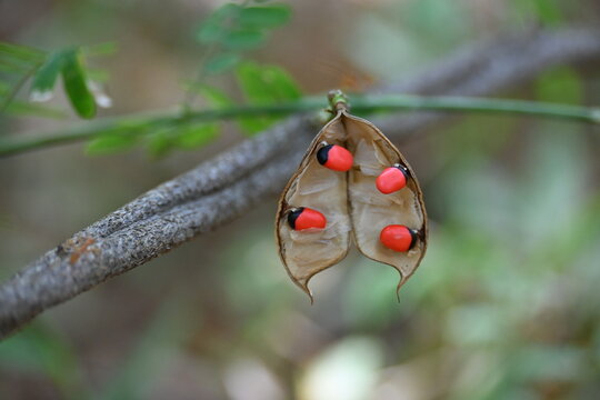 An open seed pod revealing glossy, bright scarlet-red Rosary Peas (Abrus precatorius) with their distinct black base spots hanging from a fine stem.
