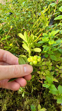 Close-Up of Hand Holding Fresh Wild Lingonberries Growing in Finnish Forest