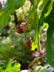 Acorns growing on an oak tree branch © Becky