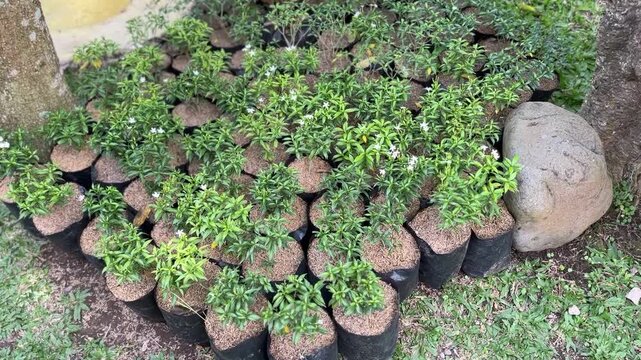 Potted green plants arranged in black containers on ground