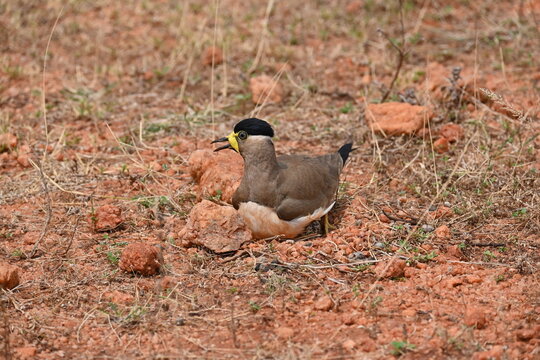 A Yellow-wattled Lapwing (Vanellus malabaricus) crouching low to incubate its ground nest on dry, gravelly red soil.