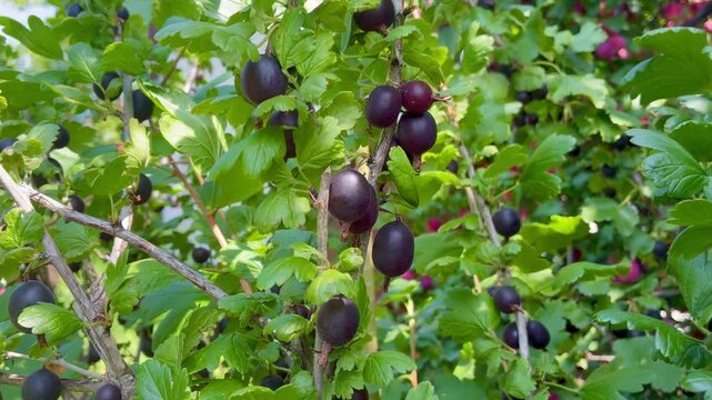 Black ripe gooseberries in the bush in the garden close up view