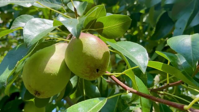 Ripe juicy pears on the pear tree in the garden close up