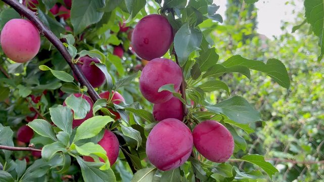 Ripe sweet pink cherry plums on the tree on sunny day