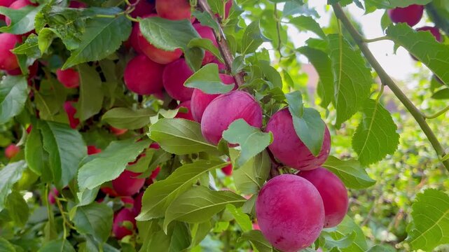 Ripe sweet pink cherry plums on the tree on sunny day