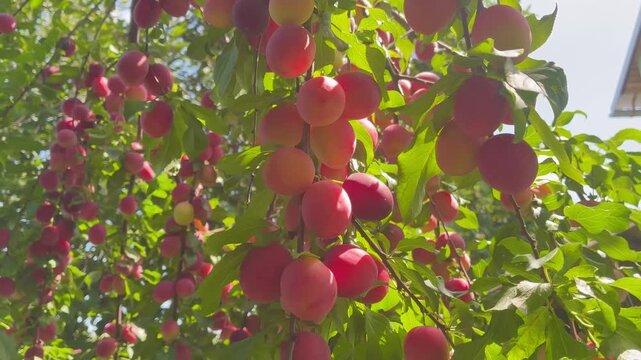 Ripe sweet pink cherry plums on the tree on sunny day