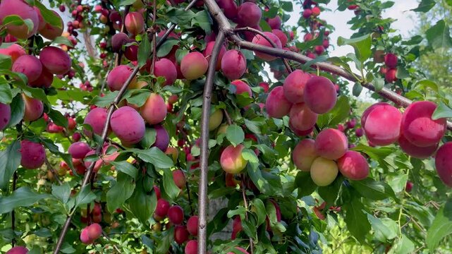 Ripe sweet pink cherry plums on the tree on sunny day