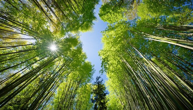 looking up through tall green trees to a bright sky