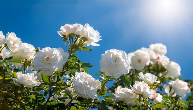 white bush roses on a background of blue sky in the sunlight beautiful spring or summer floral background
