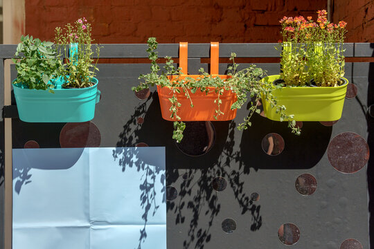 A row of colorful hanging flower pots with green garden plants on a dark fence. A bright outdoor terrace decoration with small blossoms in plastic containers.