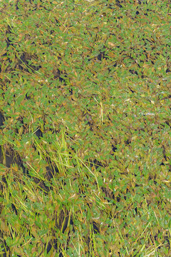 A swamp surface dense with pondweed leaves and wild green grass stalks. An aquatic plant carpet texture on a river water backdrop.