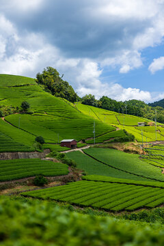 Beautiful green tea plantations on the hills under a blue sky in Kyoto, Japan