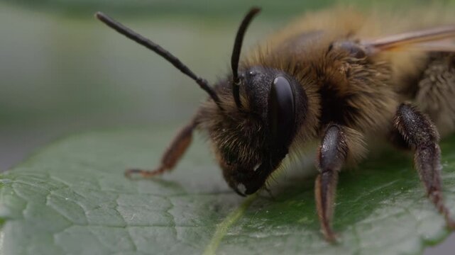 Honeybee rests on green leaf, fuzzy body, dark eyes, antennae