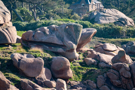 Heap of Ploumanac'h and Chateau de Costaeres iconic pink granite rock formation on C&ocirc;te de Granit Rose, Brittany. Massive balanced boulders creating natural sculptural monument on seashore, France