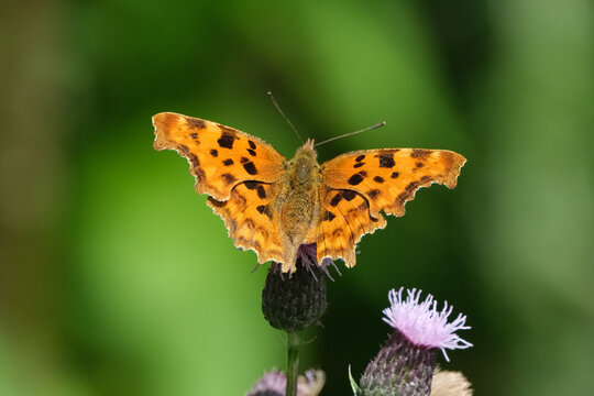 Comma Butterfly (Polygonia c-album) Resting with Open Wings on a Purple Thistle Flower Against a Blurry Green Background