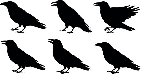Fototapeta premium Flock of crows and ravens black silhouettes collection with standing and flapping wings bird designs