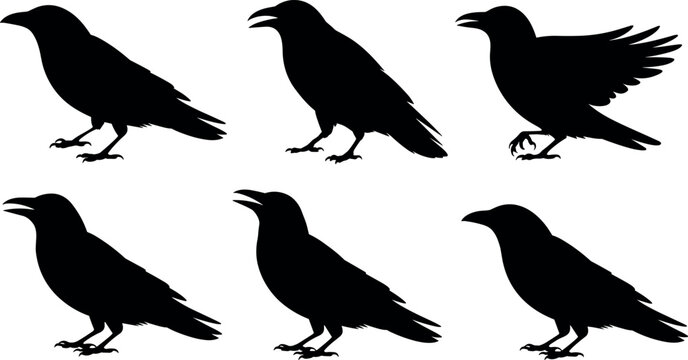 Flock of crows and ravens black silhouettes collection with standing and flapping wings bird designs