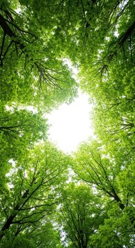 A lush, dense deciduous forest canopy stretching high overhead, dominated by mature broadleaf trees and abundant green foliage, plant, serene, summer