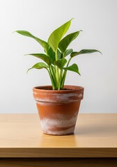 Fototapeta premium A simple terracotta flowerpot holding a vibrant green houseplant sits on a wooden surface, ready for home gardening and decoration, nurture, surface, growth