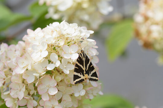 Papillon Ecaille chin&eacute;e sur un hortensia