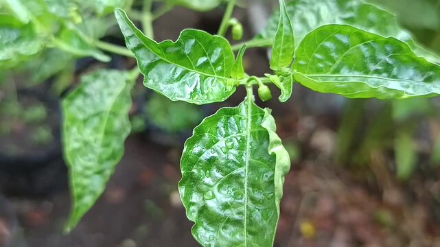 Tampilan dekat daun daun cabai keriting tertiup angin 