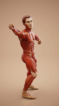 Conceptual 3D animation of an anatomical muscle man performing karate