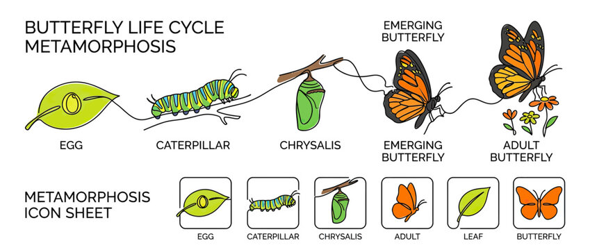 Insect Life Cycle Stages: Egg, Larva, Pupa, Adult Butterfly