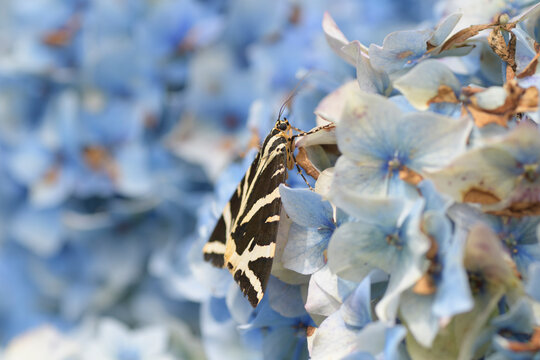Papillon Ecaille chin&eacute;e sur un hortensia