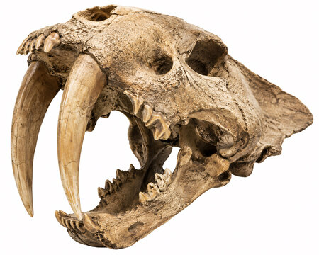 Fossilized skull of a prehistoric saber-toothed cat isolated on white