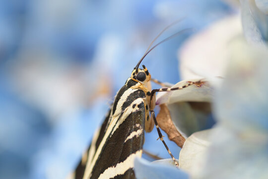 Papillon Ecaille chin&eacute;e sur un hortensia