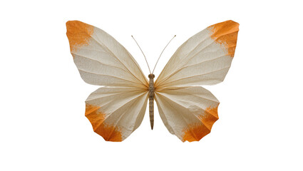 Isolated delicate translucent butterfly with intricate orange and beige skeletal wings © Francisco