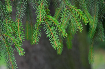 Fir tree branches with fresh green needles.Closeup outdoors, growing christnas trees , concept. © Mariana