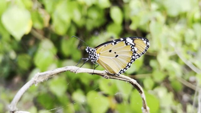 Close up view of a beautiful Plain Tiger butterfly resting gently on a thin dry branch in a lush green natural environment