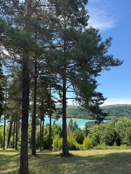 Pin au bord d&rsquo;un lac dans le Jura, paysage naturel paisible et pr&eacute;serv&eacute;