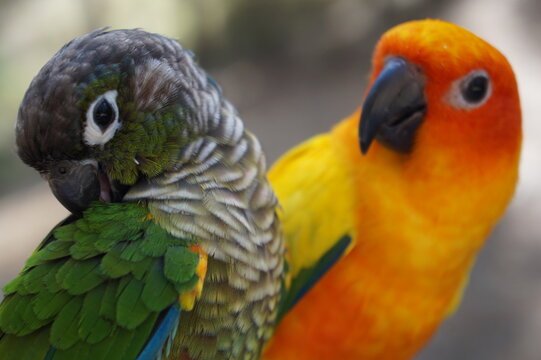 AVES A TODO COLOR