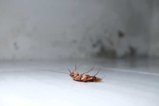 Cockroach - Close up detail of cockroach upside down on the floor. Upside Down Cockroach