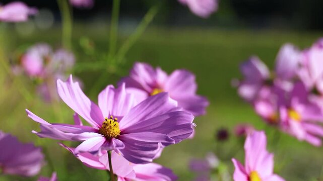 Cosmos Flowers in the Breeze &ndash; Short Clip