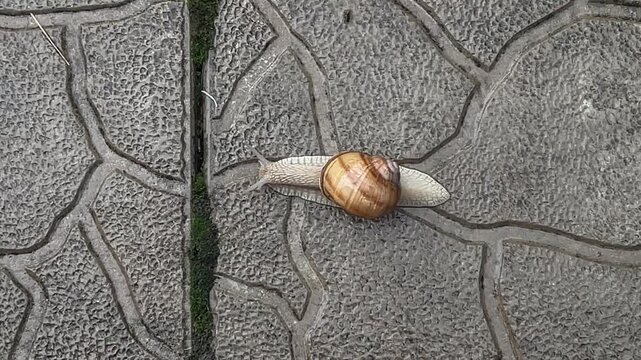 Large Land Snail Crawling Quickly Across Textured Gray Garden Pavement, Overhead Close-Up of Gastropod Movement and Determined Progress