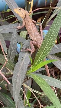 Oriental Garden Lizard on a Green Leaf in the Garden