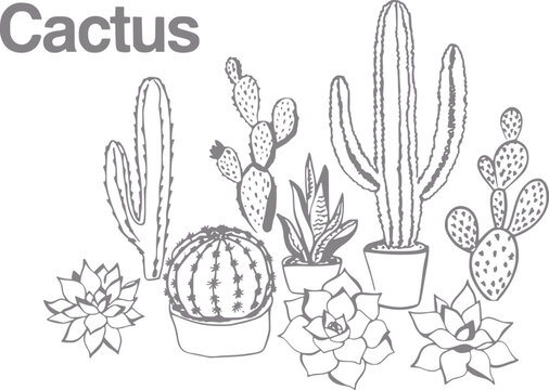 Una colecci&oacute;n de varios cactus y plantas suculentas dibujados a mano en macetas ilustrados en un estilo de l&iacute;nea simple