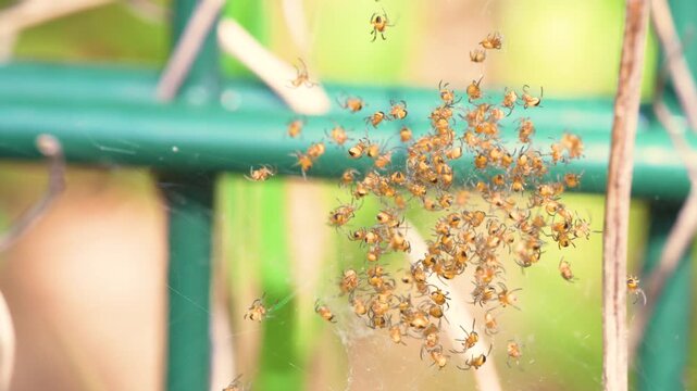 Macro shot of tiny yellow and black garden spider spiderlings dispersing from silky web nest in summer garden
