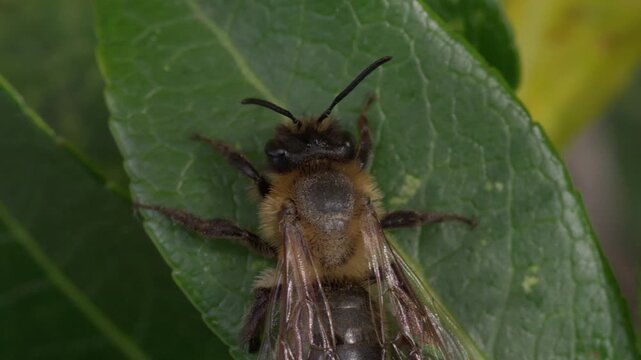 Honeybee rests on a green leaf, wings folded