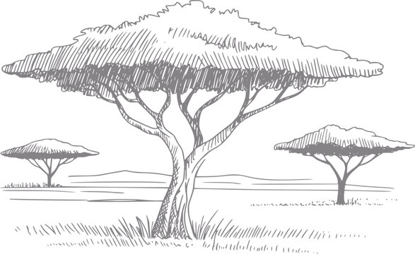 Dibujo a mano de acacias africanas en un paisaje de sabana, con una copa de cima plana y campo de hierba