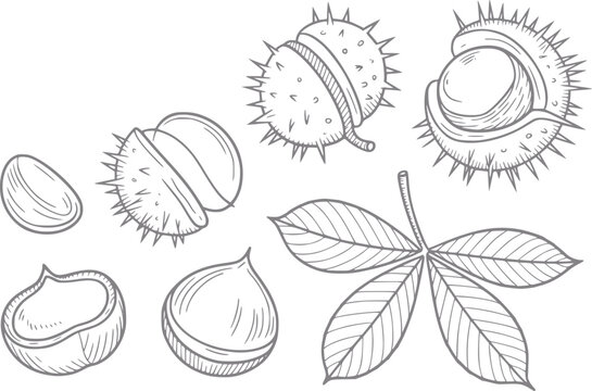 Dibujo a mano de frutos de casta&ntilde;o de Indias, c&aacute;scaras espinosas y una hoja aislada sobre fondo blanco