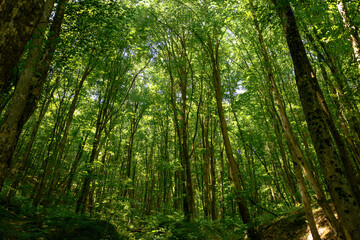 Fototapeta premium Tall trees reaching to the sky. Tall forest trees. Lush green forest. Homolje Mountain