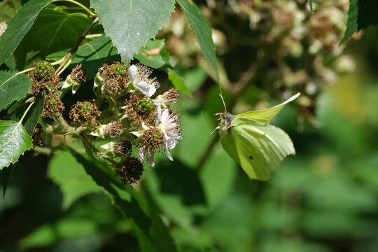 Brimstone butterfly (Gonepteryx rhamni) feeding on white wildflower nectar in the summer meadow