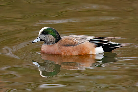 A male American Wigeon Duck, Mareca americana, and its reflection on the surface of a pond