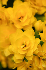Obraz premium Vibrant Yellow Kalanchoe Blossoms in Close-Up View, a Beautiful Cluster of Petals and Floral Details